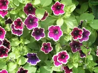 DSCI0165 (2).webp