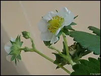 c082.webp