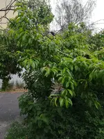 IMG_20200528_131730.jpg