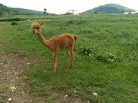 DSCF2847.webp