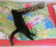 IMG_4287 v (2).webp