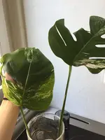 D1D33D84-A4EA-42EE-9481-8CB41922ED81.webp D1D33D84-A4EA-42EE-9481-8CB41922ED81.webp