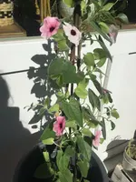 357DBDEB-7B3E-43EA-B4C2-030A0CBED98F.webp 357DBDEB-7B3E-43EA-B4C2-030A0CBED98F.webp