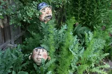 Juni  1519.webp