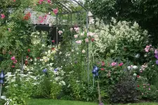 Juni  5019.webp