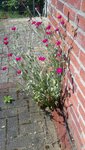 20200529_140749.jpg
