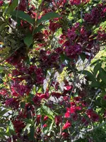 IMG_4476.JPG