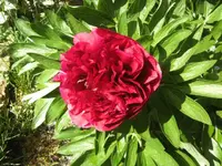 BILD1597.webp