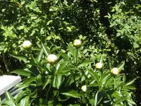 BILD1679.webp