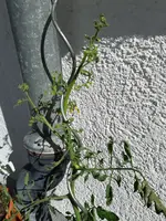 Tomate (1).webp