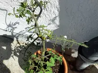 Tomate (2).webp