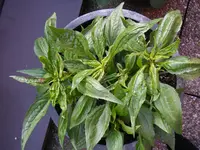 30_05_2020_Blatt (2).webp