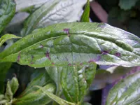 30_05_2020_Blatt (3).webp