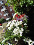 P1000534Blumenkasten.JPG