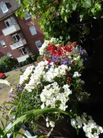 P1000534Blumenkasten.JPG