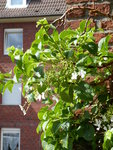 P1000535Kletterhortensie.JPG