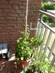 P1000537Schwarzäugige Susannen und Minzen.JPG