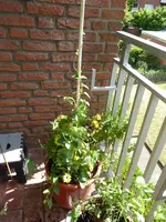 P1000537Schwarzäugige Susannen und Minzen.JPG