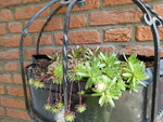 P1000538Hauswurz.JPG
