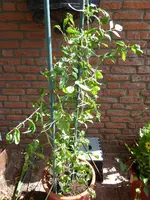 P1000539Rote Chinesische Coctailtomate.JPG