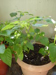P1000541Ananaskirsche.JPG