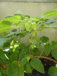 P1000542Ananaskirsche.JPG