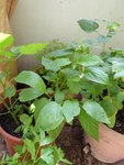 P1000543Snackpaprika.JPG