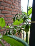 P1000547Rote Chinesische Coctailtomate.JPG
