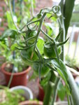 P1000549Gelbe Chinesische Coctailtomate.JPG