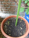 P1000553Feuerbohnen.JPG