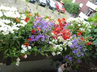 P1000554Blumenkasten.JPG