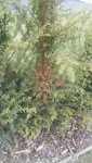 IMG_20200530_171000.jpg