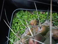 DSC05918.webp