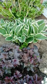 IMG_20200506_180359848.jpg