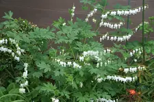 Tränendes Herz0418.webp