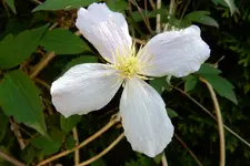 DSCN1938.webp