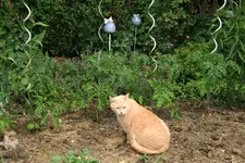Mai2820.webp