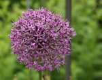 Allium  0920.JPG