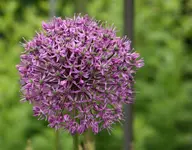 Allium  0920.webp