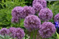 Allium  1020.JPG