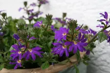 Einjährige   0220.webp