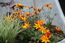 Einjährige   0520.webp