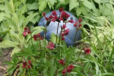 Mai  2220.webp