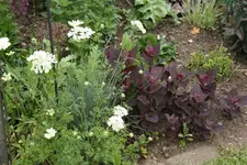 Mai  2320.webp