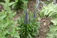 Mai  2420.webp