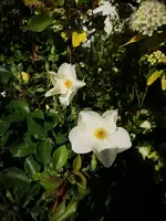 IMG_20200528_173326.jpg