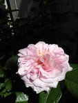 P1000573Strauchrose Rose von Münster.JPG