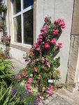 P1000590Kletterrose Rosarium Uettersen.JPG