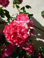 P1000591Kletterrose Rosarium Uettersen.webp