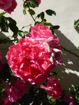 P1000591Kletterrose Rosarium Uettersen.JPG